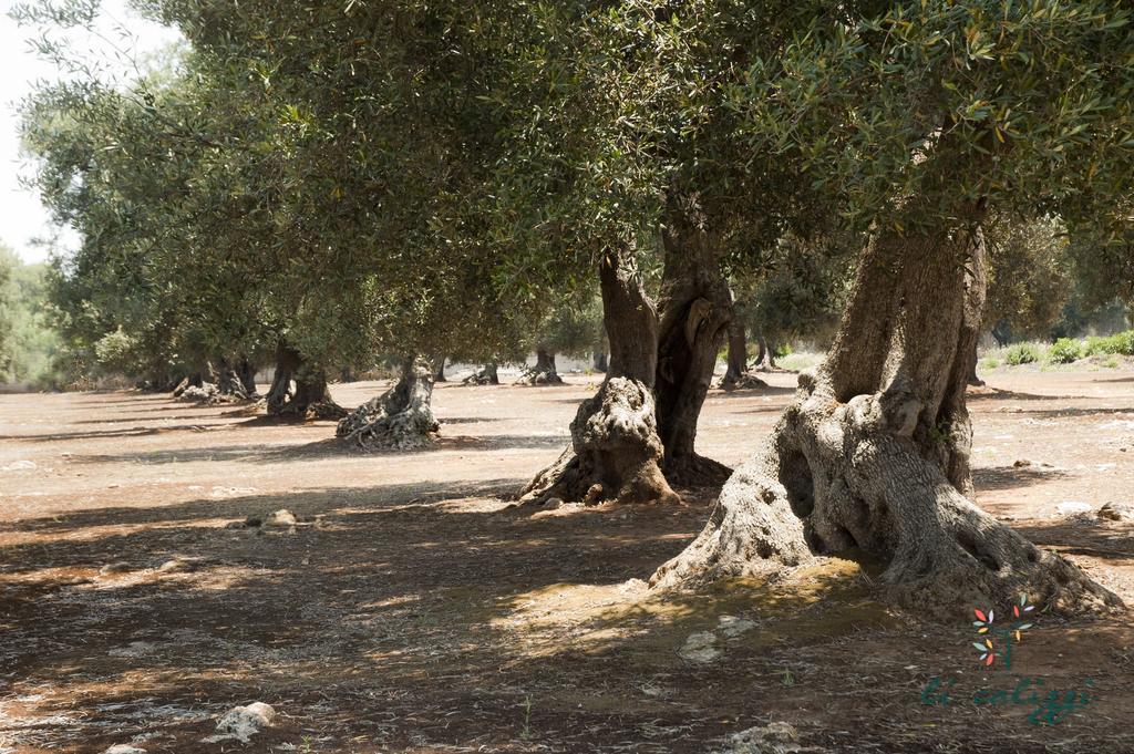 Agriturismo Li Calizzi Arte E Natura Novoli Buitenkant foto